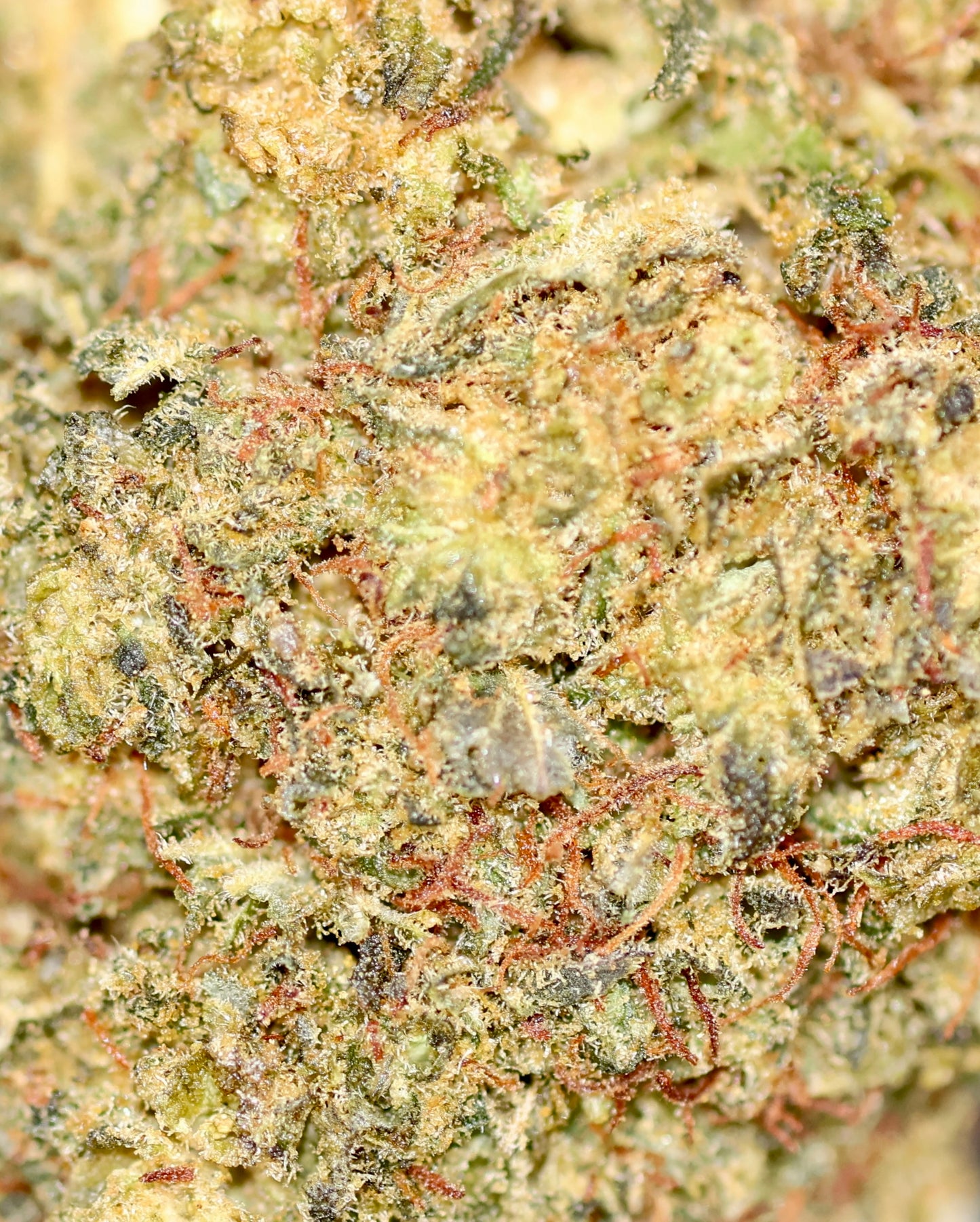 Tropical Haze 15% XXX - Outdoor