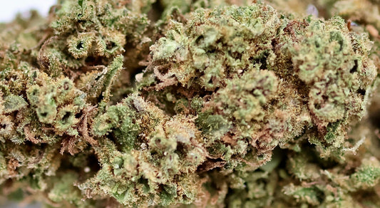 Lemon Tonic Big 23% CBD Pas Cher - Glasshouse