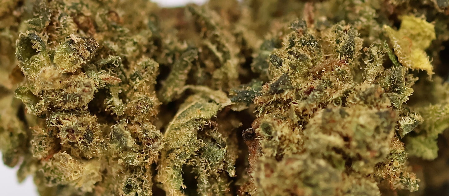 Rockstar 15% XXX - Indoor