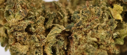 Rockstar 15% XXX - Indoor