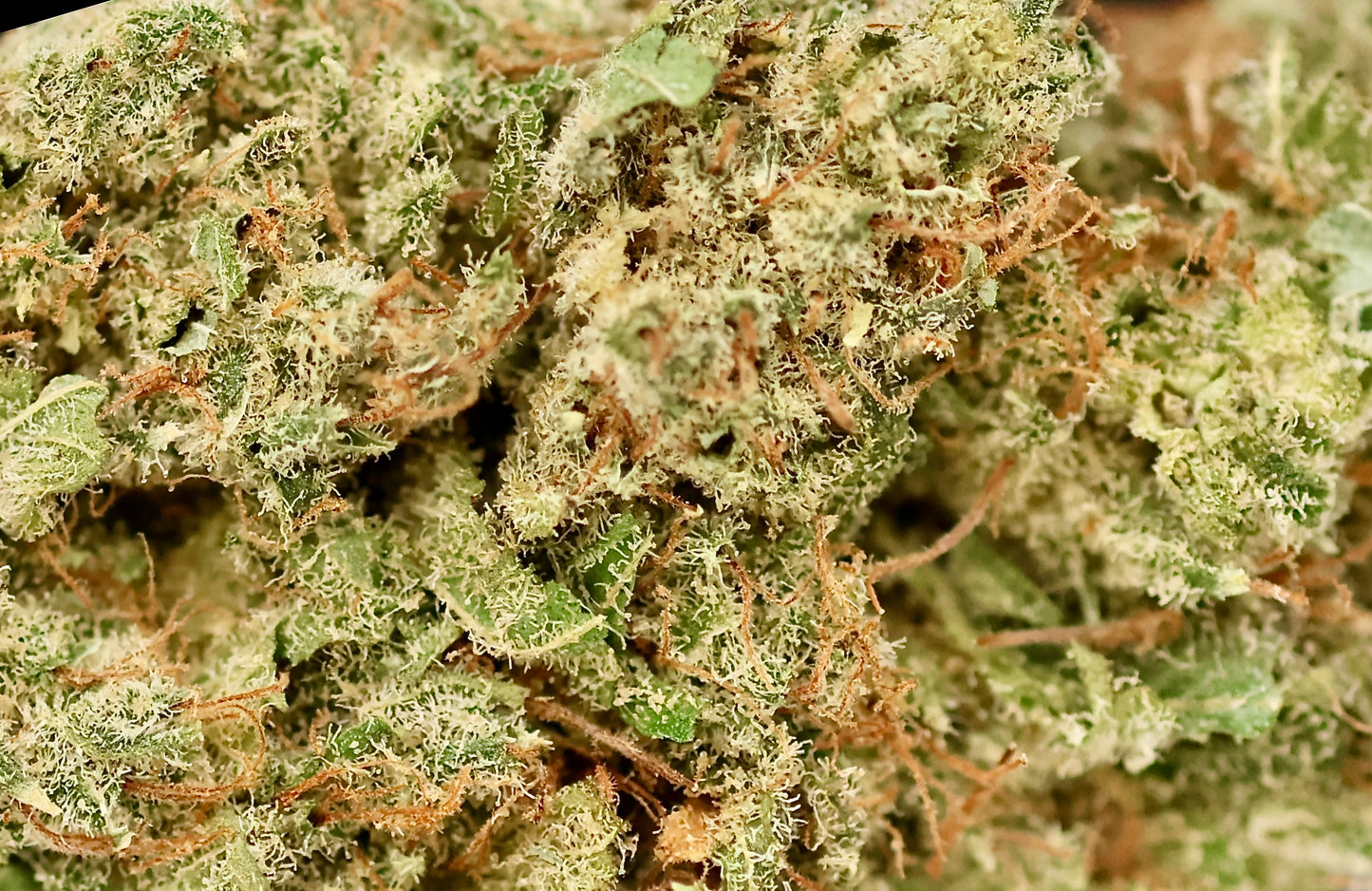 Jack Herer 18% CBD - Indoor