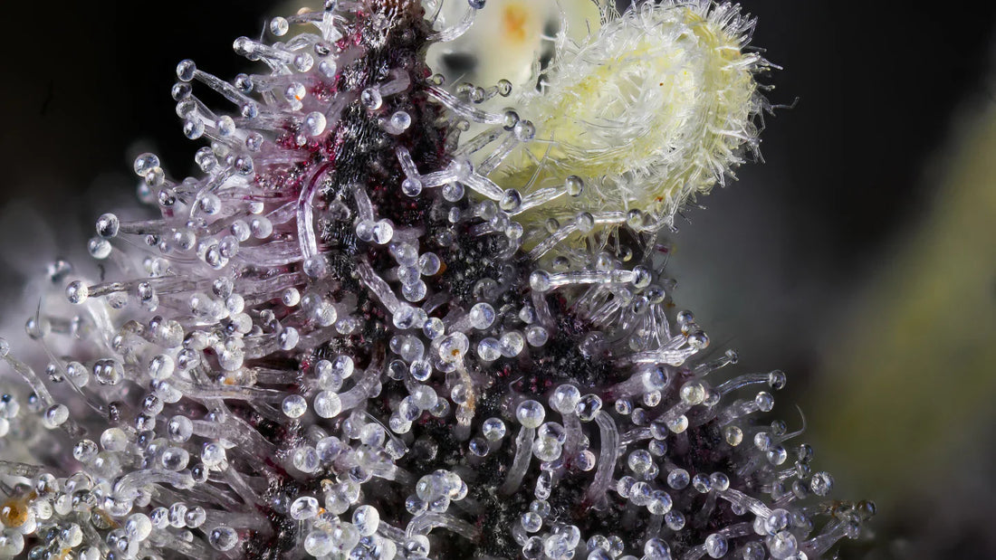 LES VARIÉTÉS FRUITÉES CBD : LESQUELLES CHOISIR ?