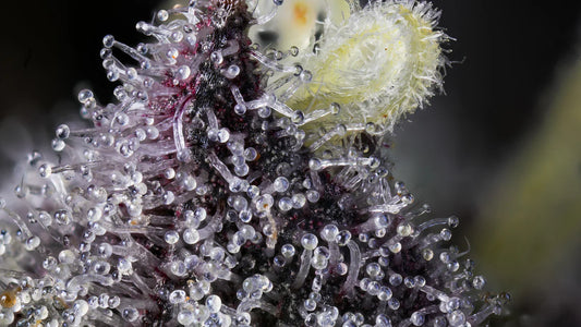 LES VARIÉTÉS FRUITÉES CBD : LESQUELLES CHOISIR ?
