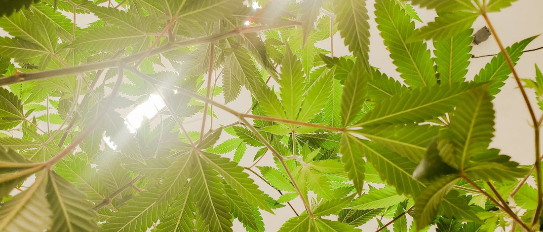 Pourquoi le CBD devient un incontournable du bien-être en 2025 ?