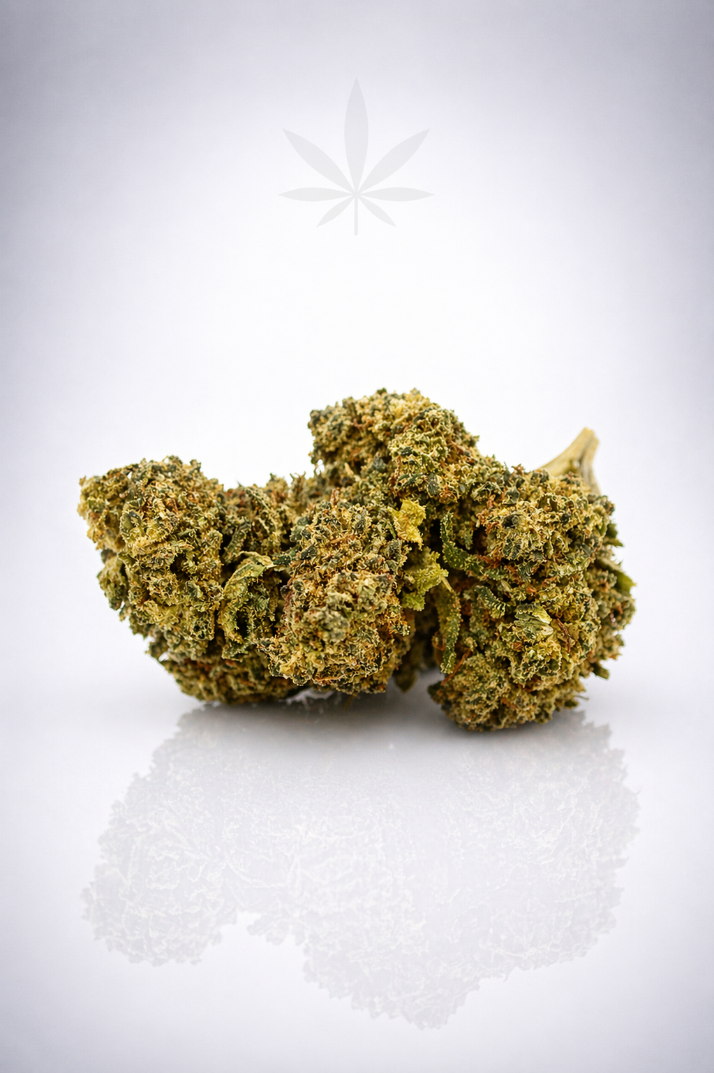 Rockstar 15% XXX - Indoor