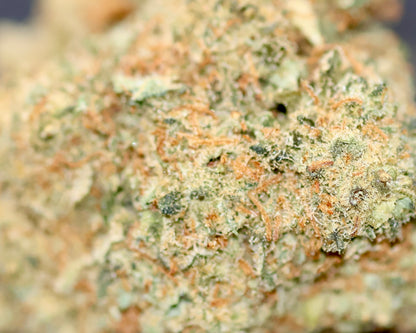 Harleyqueen 18% XXX - indoor