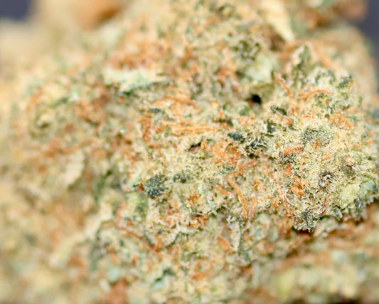 Harleyqueen 18% XXX - indoor