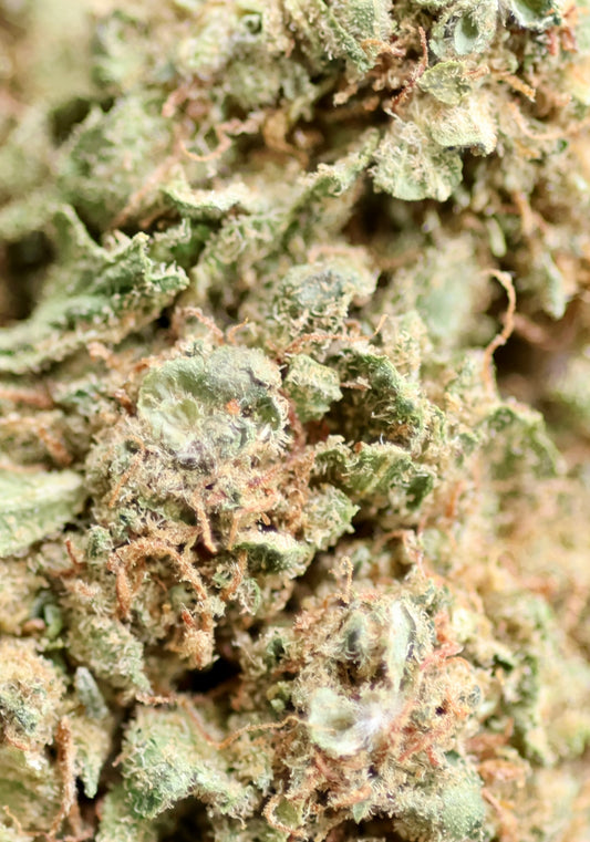 Candy Kush 23% HE - Indoor