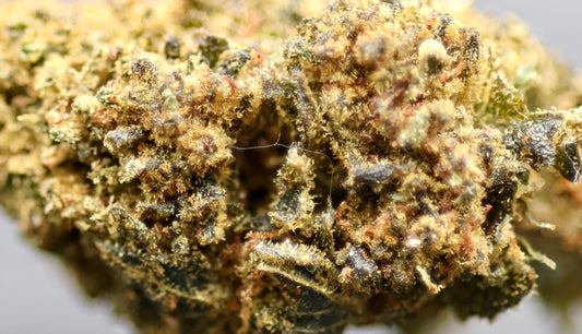 Black Sugar 20% HE - Indoor