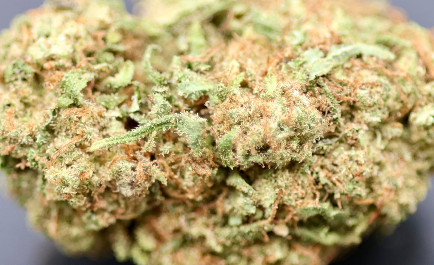 Harleyqueen 12% CBD Pas Cher - Indoor