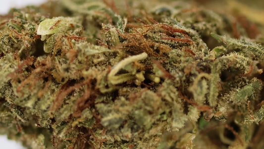 Black Mango 20% HE - Indoor