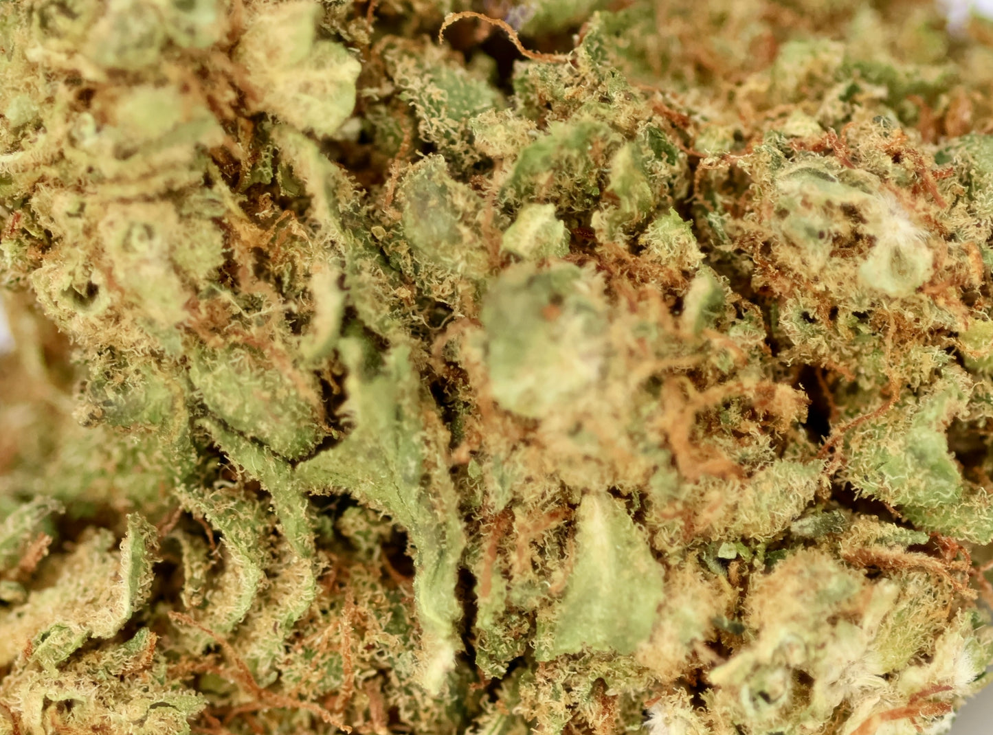 Tutti Fruity 16% CBD - Indoor