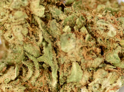 Tutti Fruity 16% CBD - Indoor