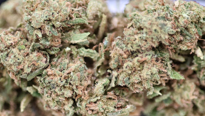 Gasolina 16% CBD - Indoor