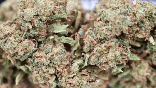 Gasolina 16% CBD - Indoor