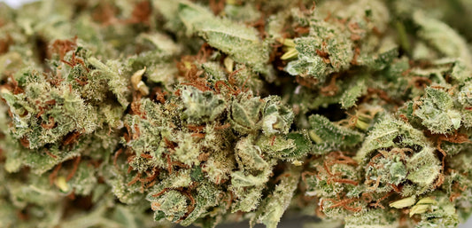 Fanta 20% CBD - Hybride