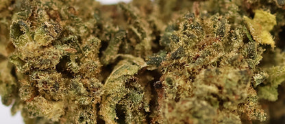 Rockstar 15% XXX - Indoor